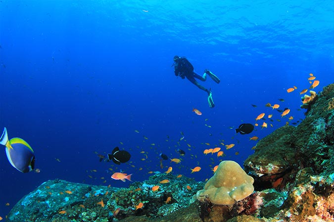 PADI 水肺潛水課程，踏上令人興奮的旅程，穿越迷人的海洋王國